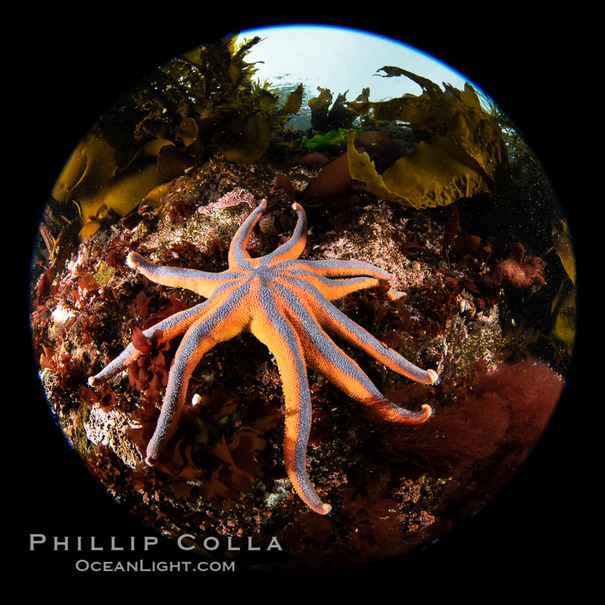 Colorful starfish (sea stars) cling to the reef, covered with invertebrate life. Browning Pass, Vancouver Island. British Columbia, Canada, natural history stock photograph, photo id 35294