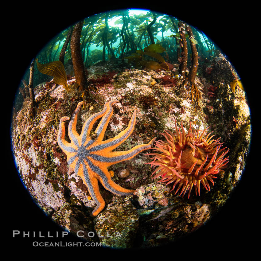 Colorful starfish (sea stars) cling to the reef, covered with invertebrate life. Browning Pass, Vancouver Island. British Columbia, Canada, natural history stock photograph, photo id 35358