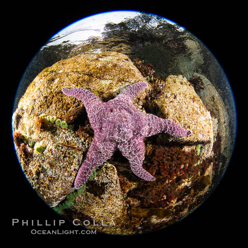 Colorful starfish (sea stars) cling to the reef, covered with invertebrate life. Browning Pass, Vancouver Island. British Columbia, Canada, natural history stock photograph, photo id 35426