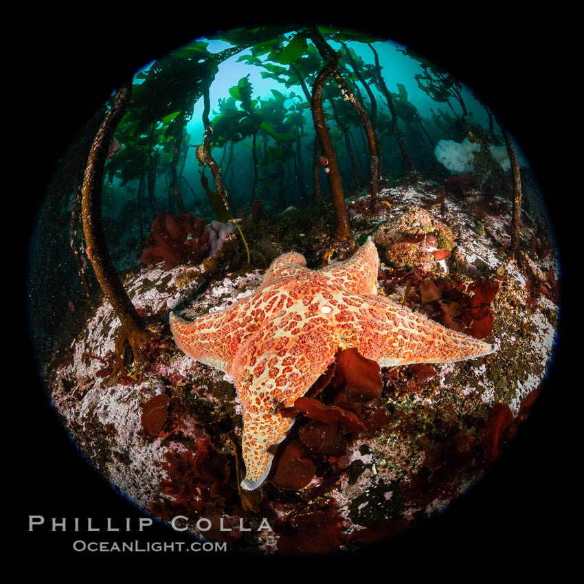 Colorful starfish (sea stars) cling to the reef, covered with invertebrate life. Browning Pass, Vancouver Island. British Columbia, Canada, natural history stock photograph, photo id 35360