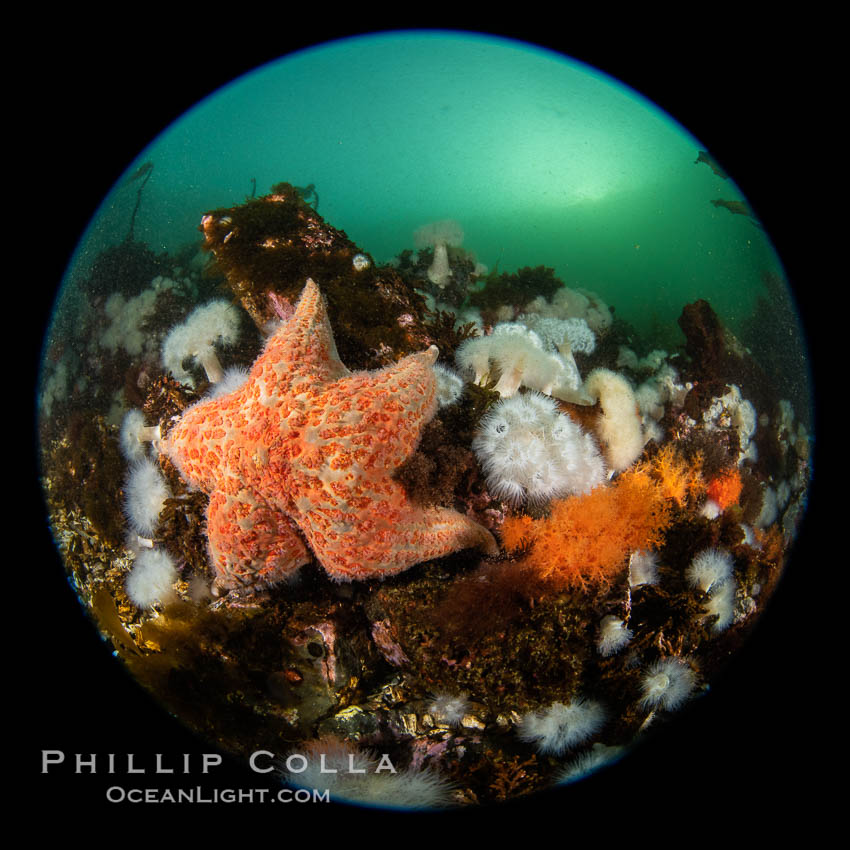 Colorful starfish (sea stars) cling to the reef, covered with invertebrate life. Browning Pass, Vancouver Island. British Columbia, Canada, natural history stock photograph, photo id 35432