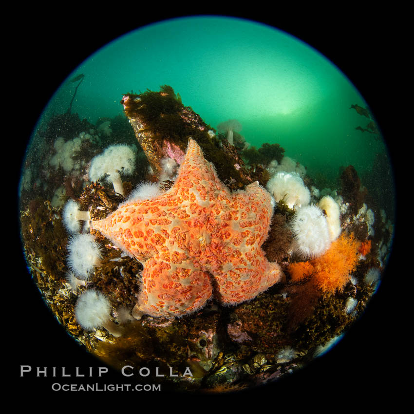 Colorful starfish (sea stars) cling to the reef, covered with invertebrate life. Browning Pass, Vancouver Island. British Columbia, Canada, natural history stock photograph, photo id 35303