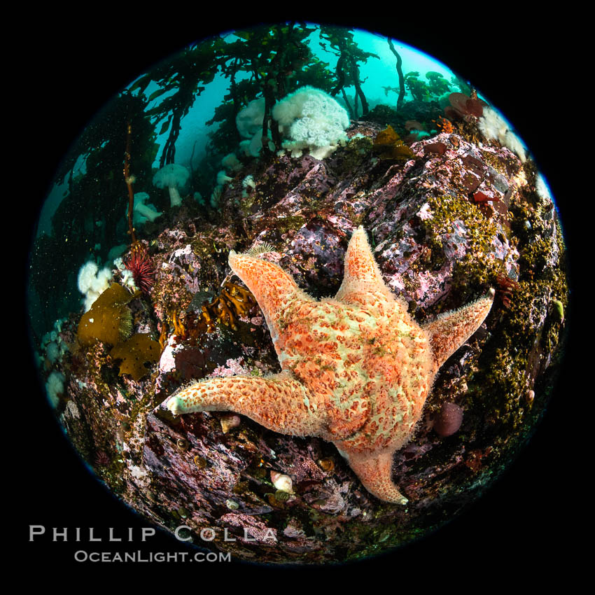 Colorful starfish (sea stars) cling to the reef, covered with invertebrate life. Browning Pass, Vancouver Island. British Columbia, Canada, natural history stock photograph, photo id 35261