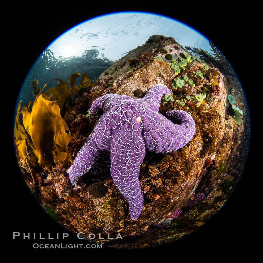 Colorful starfish (sea stars) cling to the reef, covered with invertebrate life. Browning Pass, Vancouver Island. British Columbia, Canada, natural history stock photograph, photo id 35293