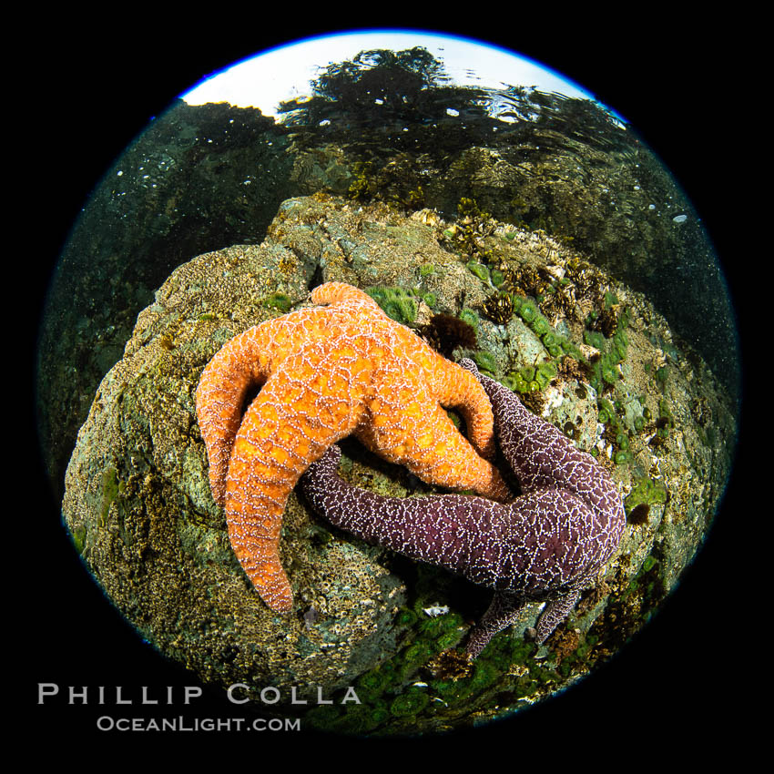 Colorful starfish (sea stars) cling to the reef, covered with invertebrate life. Browning Pass, Vancouver Island. British Columbia, Canada, natural history stock photograph, photo id 35357