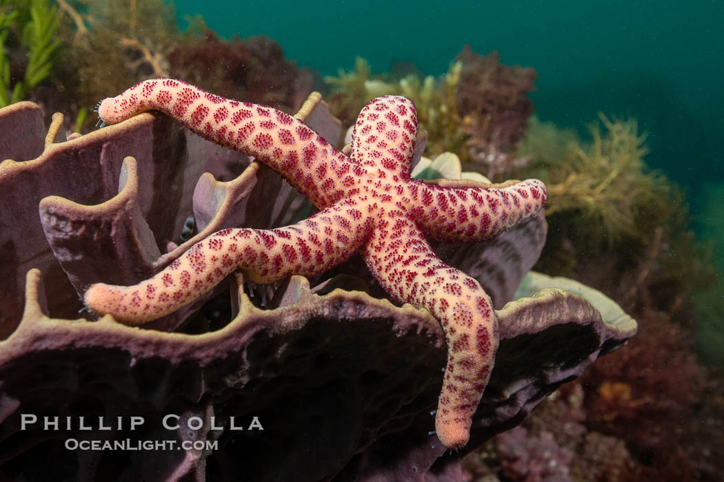 Starfish on Sponge with Marine Algae, Kangaroo Island, South Australia., natural history stock photograph, photo id 39244