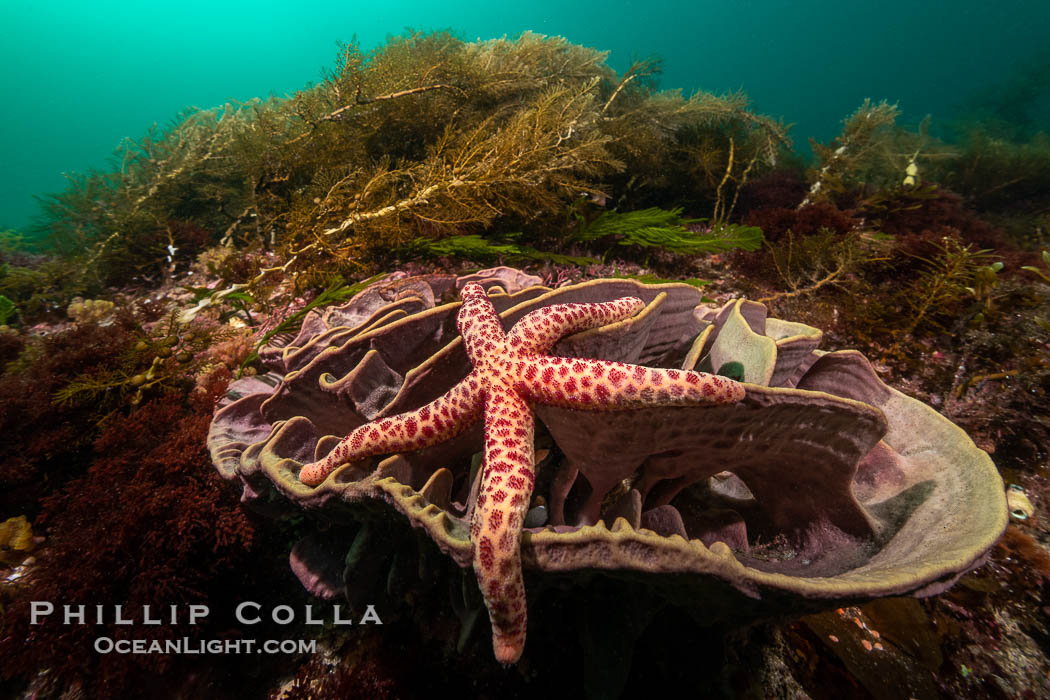 Starfish on Sponge with Marine Algae, Kangaroo Island, South Australia., natural history stock photograph, photo id 39245