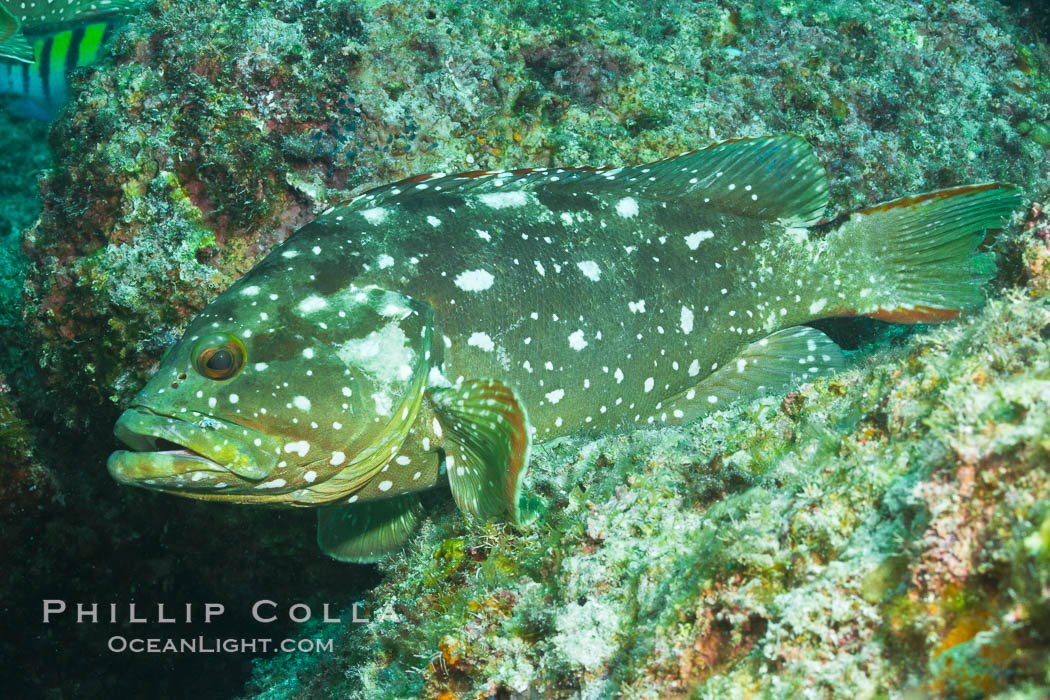 Starry grouper, Sea of Cortez, Baja California, Mexico., Epinephelus labriformis, natural history stock photograph, photo id 27482