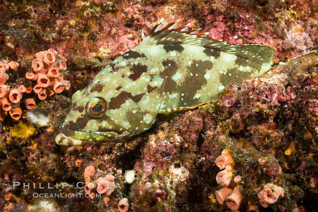 Starry grouper, Sea of Cortez, Baja California, Mexico. Isla Las Animas, natural history stock photograph, photo id 33675