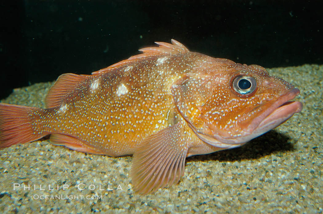 Starry rockfish., Sebastes constellatus, natural history stock photograph, photo id 09354