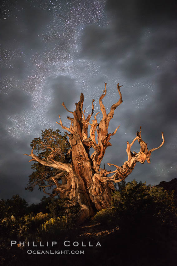 Stars and the Milky Way rise above ancient bristlecone pine trees, in the White Mountains at an elevation of 10,000' above sea level. These are some of the oldest trees in the world, some exceeding 4000 years in age. Ancient Bristlecone Pine Forest, White Mountains, Inyo National Forest, California, USA, Pinus longaeva, natural history stock photograph, photo id 29408