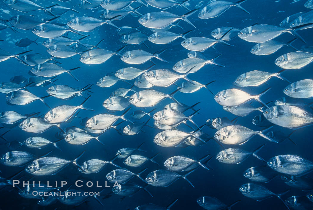 Steel pompano. Isla Enderby, Galapagos Islands, Ecuador, Trachinotus stilbe, natural history stock photograph, photo id 01836