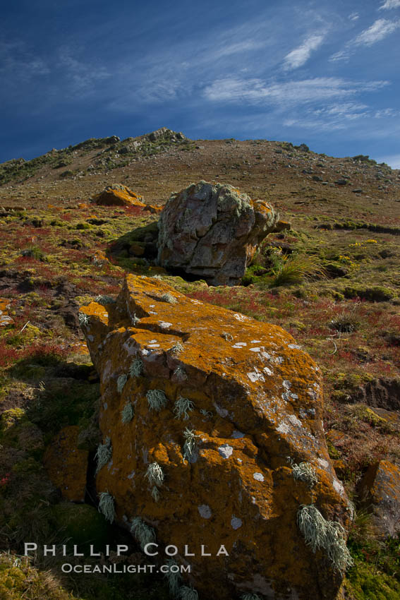 Steeple Jason Island, one of the remote Jason Group of Islands in the West Falklands.  Uninhabited, the island is spectacular both for its rugged scenery and its enormous breeding colony of black-browed albatross.  Steeple Jason Island is now owned and administered by the Wildlife Conservation Society. Falkland Islands, United Kingdom, natural history stock photograph, photo id 24272