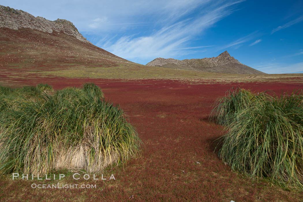 Steeple Jason Island, one of the remote Jason Group of Islands in the West Falklands.  Two large mounds of tussock grass, common throughout the Falkland Islands, are seen. Uninhabited, the island is spectacular both for its rugged scenery and its enormous breeding colony of black-browed albatross.  Steeple Jason Island is now owned and administered by the Wildlife Conservation Society. United Kingdom, natural history stock photograph, photo id 24163