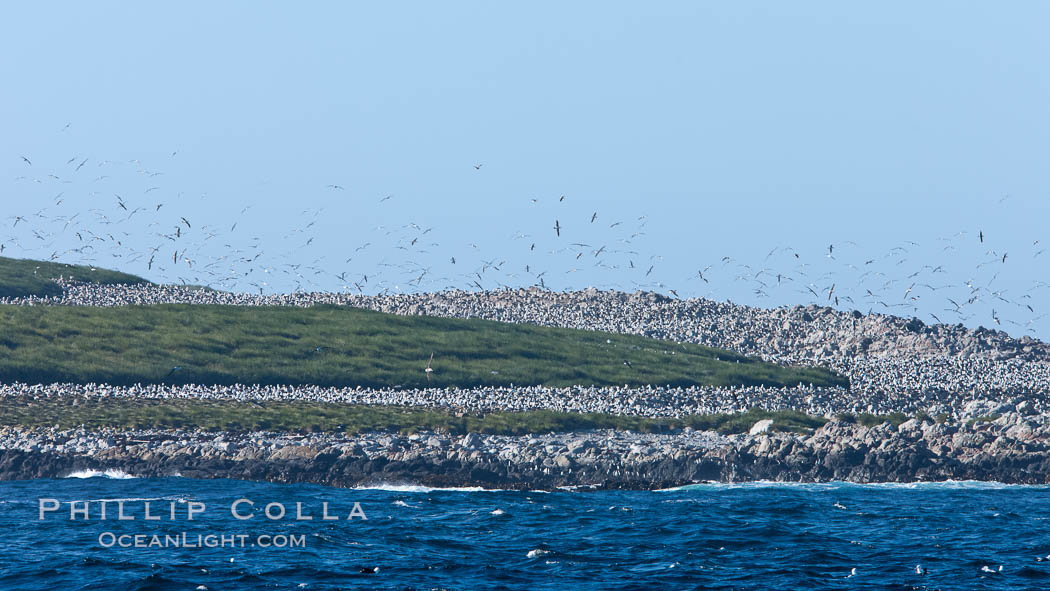 Steeple Jason Island, one of the remote Jason Group of Islands in the West Falklands.  Uninhabited, the island is spectacular both for its rugged scenery and its enormous breeding colony of black-browed albatross.  Steeple Jason Island is now owned and administered by the Wildlife Conservation Society. Falkland Islands, United Kingdom, natural history stock photograph, photo id 24129