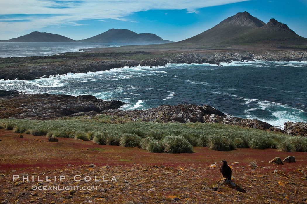 Steeple Jason Island, striated caracara in the foreground, southwestern exposure, looking south pass the isthmus toward the southern half of the island.  Steeple Jason is one of the remote Jason Group of Islands in the West Falklands.  Uninhabited, the island is spectacular both for its rugged scenery and its enormous breeding colony of black-browed albatross.  Steeple Jason Island is now owned and administered by the Wildlife Conservation Society. Falkland Islands, United Kingdom, Phalcoboenus australis, natural history stock photograph, photo id 24161