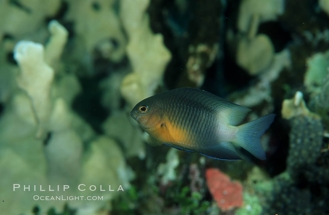 Bicolor damselfish. Roatan, Honduras, Stegastes partitus, natural history stock photograph, photo id 07082