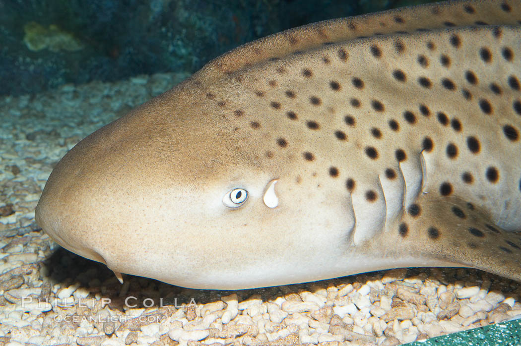 Zebra shark.  The zebra shark feeds on mollusks, crabs, shrimps and small fishes.  It can reach a length of 10 feet (3m)., Stegostoma fasciatum, natural history stock photograph, photo id 14972