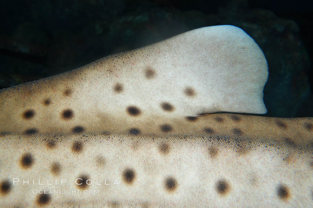 Zebra shark.  The zebra shark feeds on mollusks, crabs, shrimps and small fishes.  It can reach a length of 10 feet (3m)., Stegostoma fasciatum, natural history stock photograph, photo id 14975