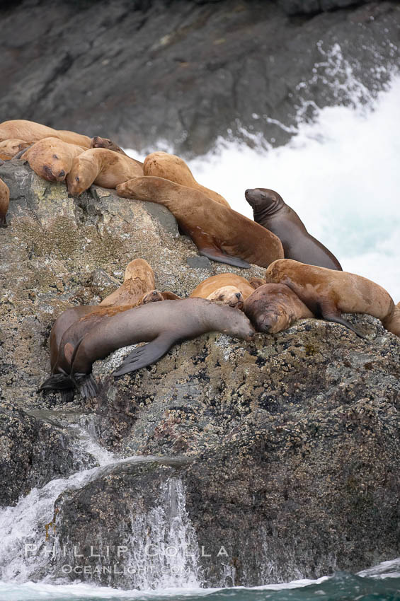 Steller sea lions (Northern sea lions) gather on rocks.  Steller sea lions are the largest members of the Otariid (eared seal) family.  Males can weigh up to 2400 lb., females up to 770 lb. Chiswell Islands, Kenai Fjords National Park, Alaska, USA, Eumetopias jubatus, natural history stock photograph, photo id 16979
