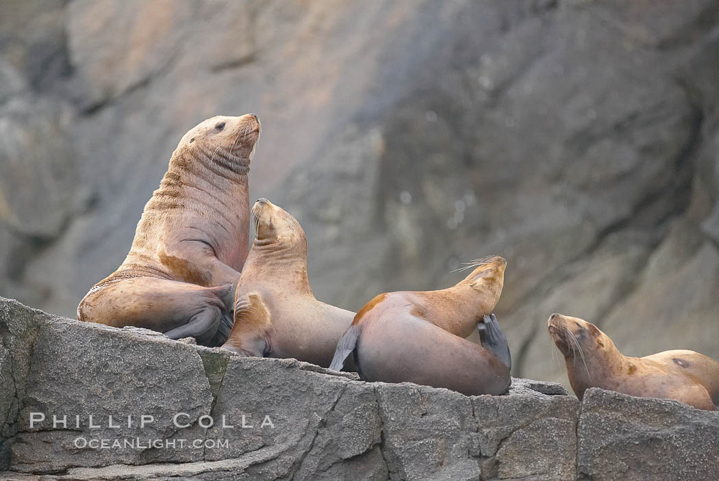 Steller sea lions (Northern sea lions) gather on rocks.  Steller sea lions are the largest members of the Otariid (eared seal) family.  Males can weigh up to 2400 lb., females up to 770 lb. Chiswell Islands, Kenai Fjords National Park, Alaska, USA, Eumetopias jubatus, natural history stock photograph, photo id 16973