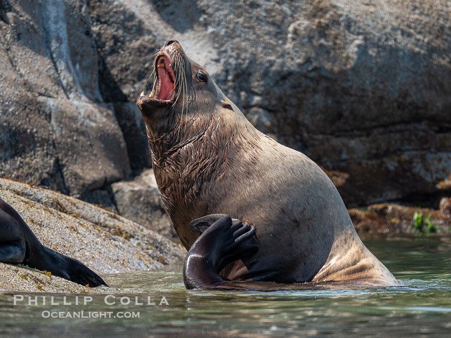 Steller Sea Lion hauled out on Centre Islet, near Cortes Island, British Columbia., Eumetopias jubatus, natural history stock photograph, photo id 41911