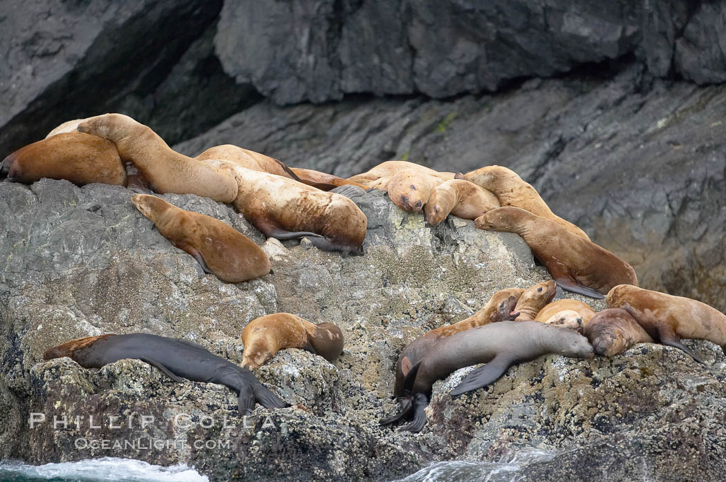 Steller sea lions (Northern sea lions) gather on rocks.  Steller sea lions are the largest members of the Otariid (eared seal) family.  Males can weigh up to 2400 lb., females up to 770 lb. Chiswell Islands, Kenai Fjords National Park, Alaska, USA, Eumetopias jubatus, natural history stock photograph, photo id 16978