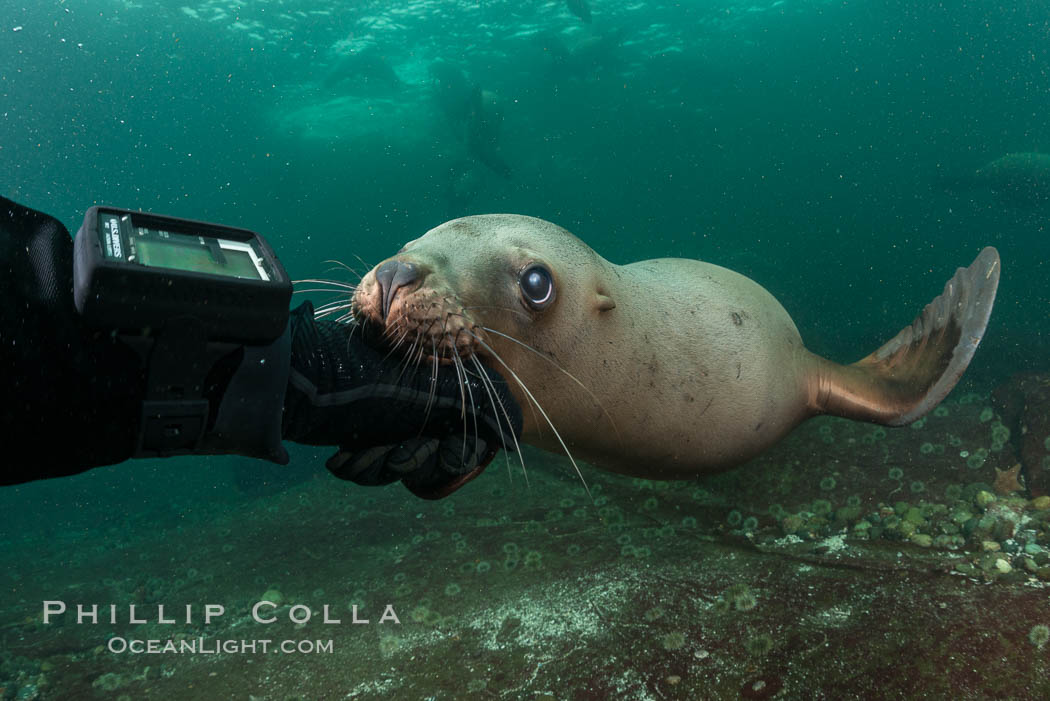 Steller Sea Lion Mouth My Hand and Dive Computer, a combination of curiosity and playfulness, Hornby Island, Canada, Eumetopias jubatus