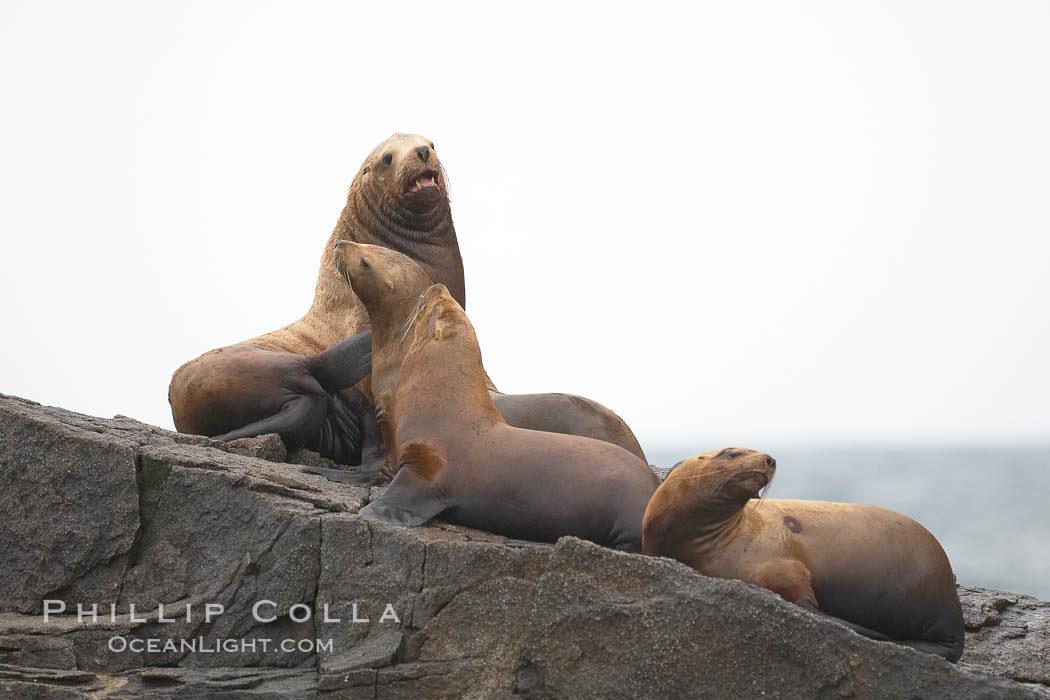 Steller sea lions (Northern sea lions) gather on rocks.  Steller sea lions are the largest members of the Otariid (eared seal) family.  Males can weigh up to 2400 lb., females up to 770 lb. Chiswell Islands, Kenai Fjords National Park, Alaska, USA, Eumetopias jubatus, natural history stock photograph, photo id 16975