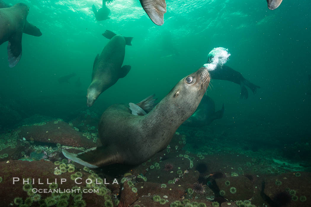 Steller sea lion underwater bubble display, Norris Rocks, Hornby Island, British Columbia, Canada., Eumetopias jubatus, natural history stock photograph, photo id 32729