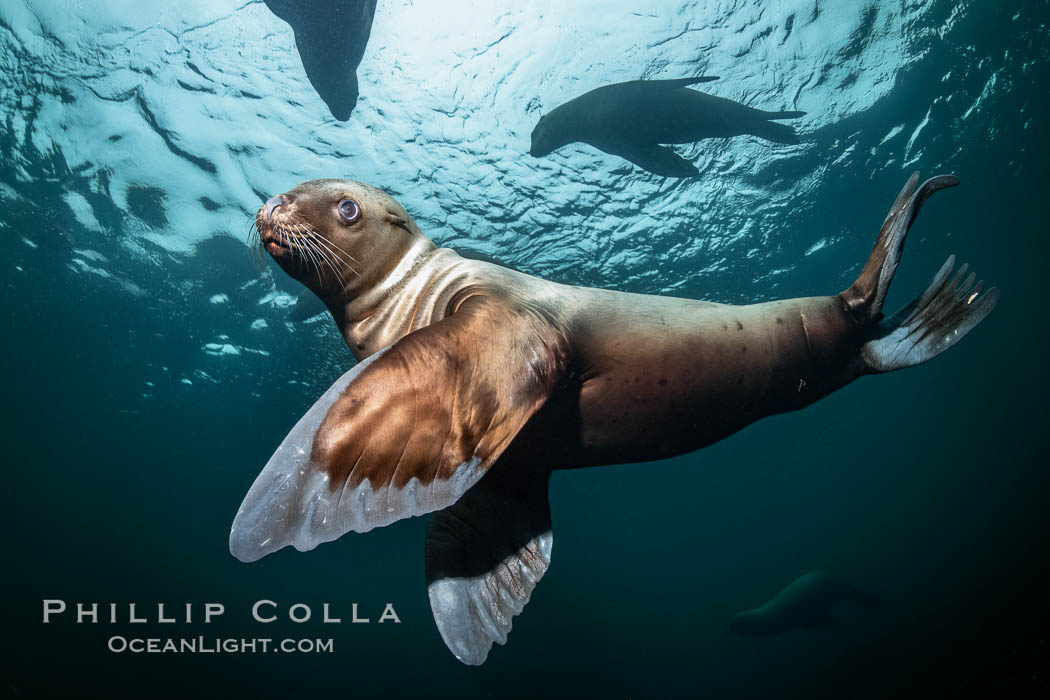 Steller sea lion underwater, Norris Rocks, Hornby Island, British Columbia, Canada, Eumetopias jubatus