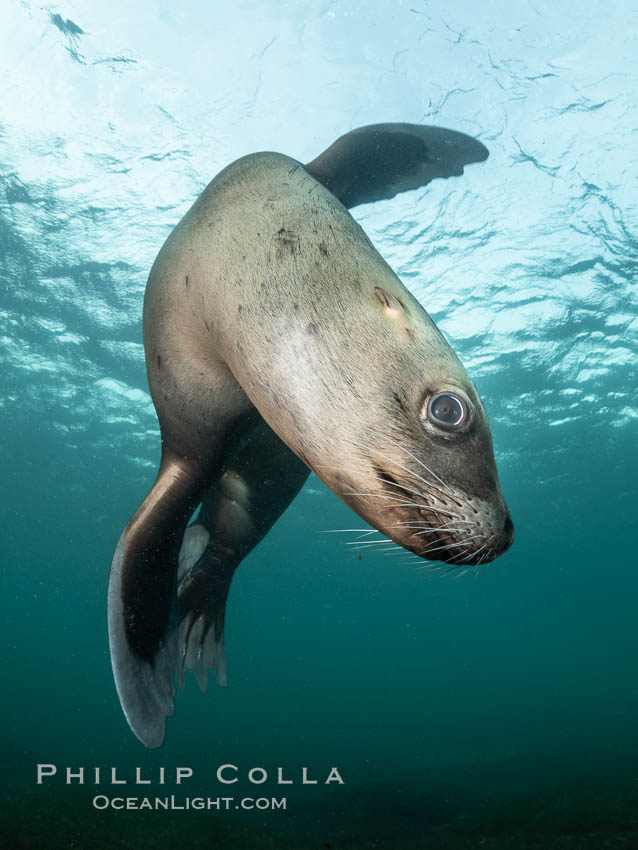 Steller sea lion underwater, Norris Rocks, Hornby Island, British Columbia, Canada, Eumetopias jubatus