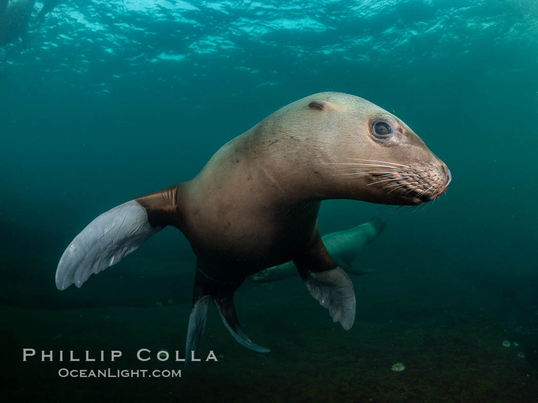 Steller sea lion underwater, Norris Rocks, Hornby Island, British Columbia, Canada., Eumetopias jubatus, natural history stock photograph, photo id 36074