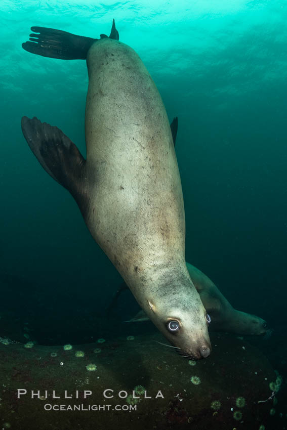 Steller sea lion underwater, Norris Rocks, Hornby Island, British Columbia, Canada., Eumetopias jubatus, natural history stock photograph, photo id 36110