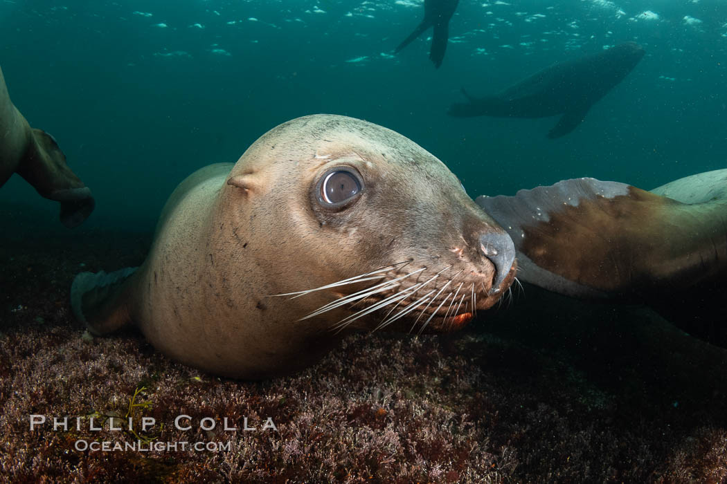 Steller sea lion underwater, Norris Rocks, Hornby Island, British Columbia, Canada., Eumetopias jubatus, natural history stock photograph, photo id 36088