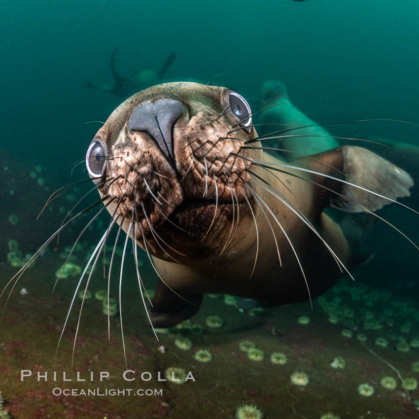 Steller sea lions underwater, showing whiskers and nose, Norris Rocks, Hornby Island, British Columbia, Canada., Eumetopias jubatus, natural history stock photograph, photo id 36108