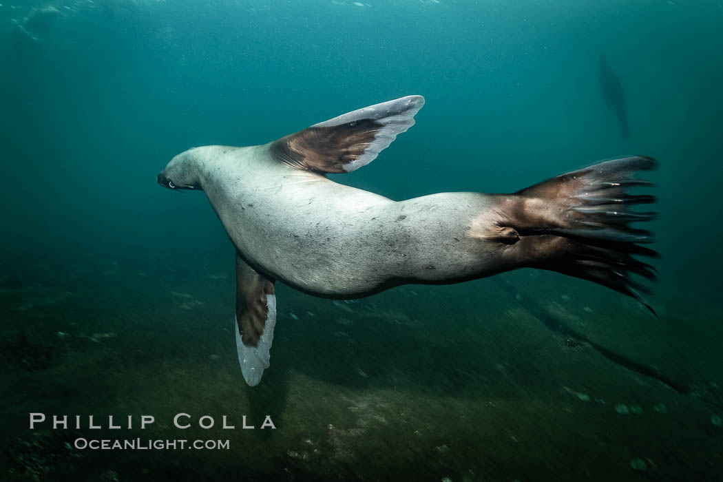 Steller sea lion underwater, Norris Rocks, Hornby Island, British Columbia, Canada., Eumetopias jubatus, natural history stock photograph, photo id 36124