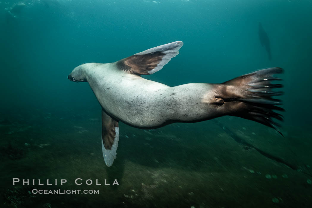 Steller sea lion underwater, Norris Rocks, Hornby Island, British Columbia, Canada, Eumetopias jubatus