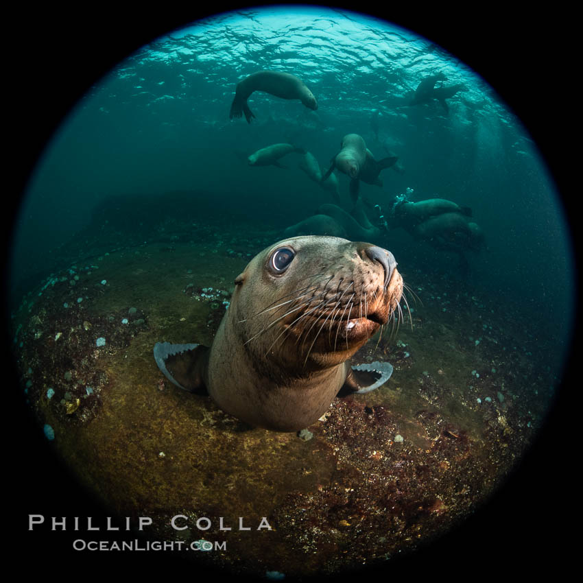 Steller sea lion underwater, Norris Rocks, Hornby Island, British Columbia, Canada., Eumetopias jubatus, natural history stock photograph, photo id 36095