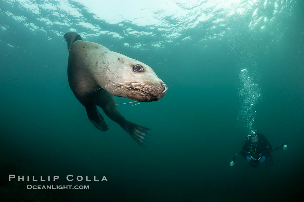 Steller sea lion underwater, Norris Rocks, Hornby Island, British Columbia, Canada., Eumetopias jubatus, natural history stock photograph, photo id 36111