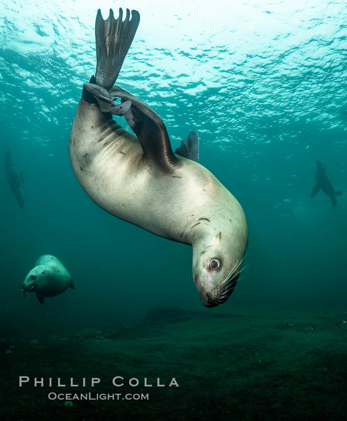 Steller sea lion underwater, Norris Rocks, Hornby Island, British Columbia, Canada, Eumetopias jubatus