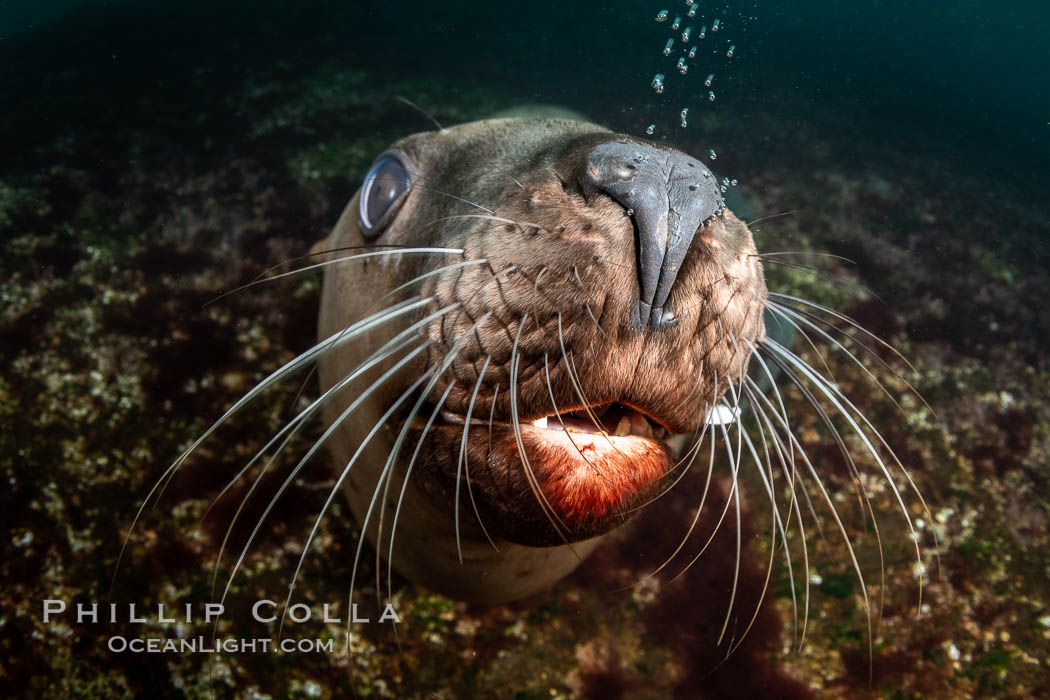 Steller sea lions underwater, showing whiskers and nose, Norris Rocks, Hornby Island, British Columbia, Canada., Eumetopias jubatus, natural history stock photograph, photo id 36085