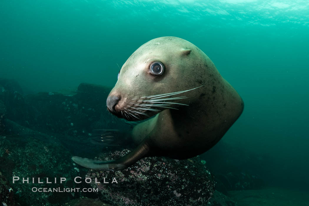 Steller sea lion underwater, Norris Rocks, Hornby Island, British Columbia, Canada., Eumetopias jubatus, natural history stock photograph, photo id 36097