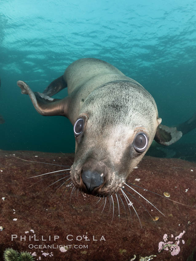 Steller sea lions underwater, showing whiskers and nose, Norris Rocks, Hornby Island, British Columbia, Canada., Eumetopias jubatus, natural history stock photograph, photo id 36109