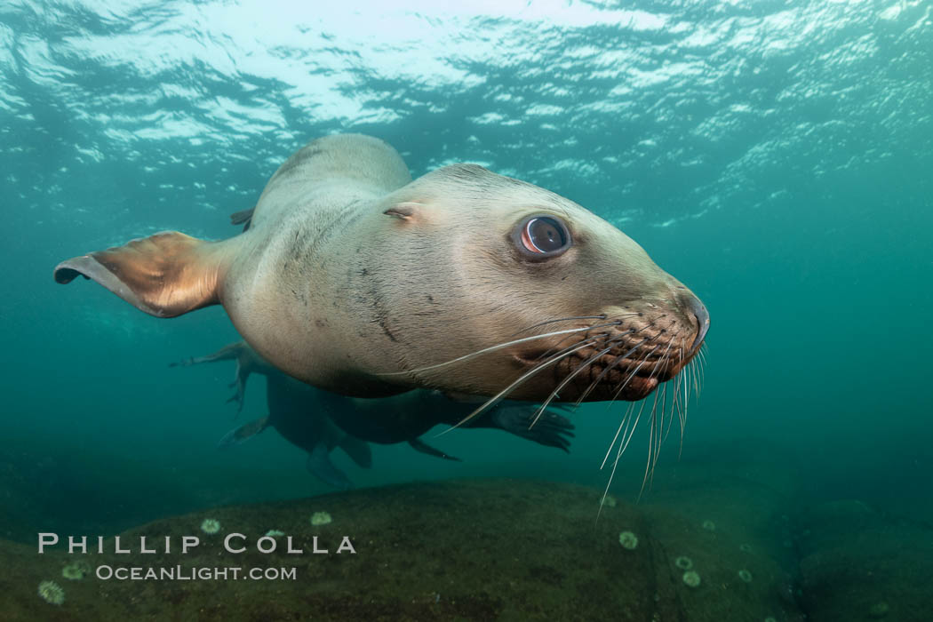 Steller sea lion underwater, Norris Rocks, Hornby Island, British Columbia, Canada., Eumetopias jubatus, natural history stock photograph, photo id 36113