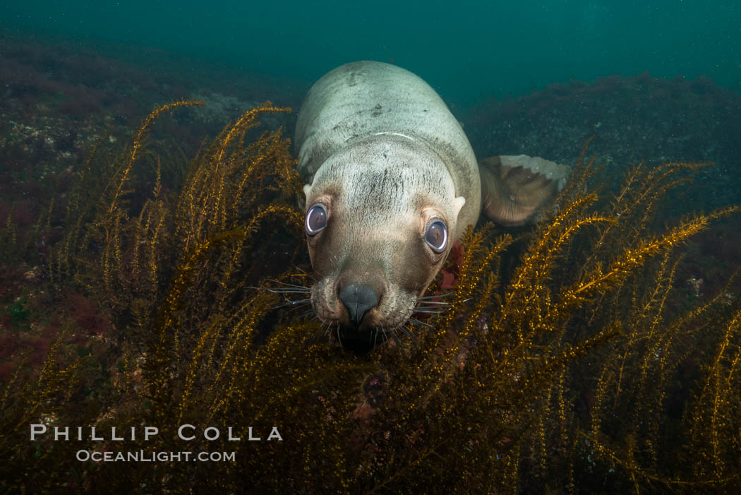 Steller sea lion underwater, Norris Rocks, Hornby Island, British Columbia, Canada., Eumetopias jubatus, natural history stock photograph, photo id 32674