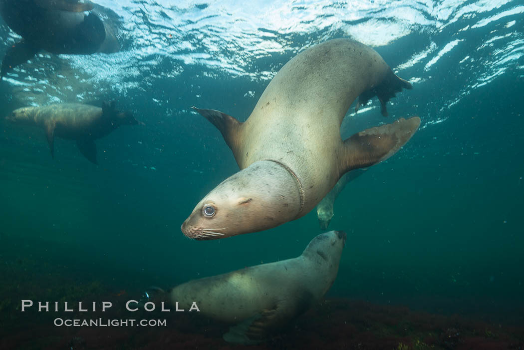 Steller sea lion underwater, Norris Rocks, Hornby Island, British Columbia, Canada., Eumetopias jubatus, natural history stock photograph, photo id 32714