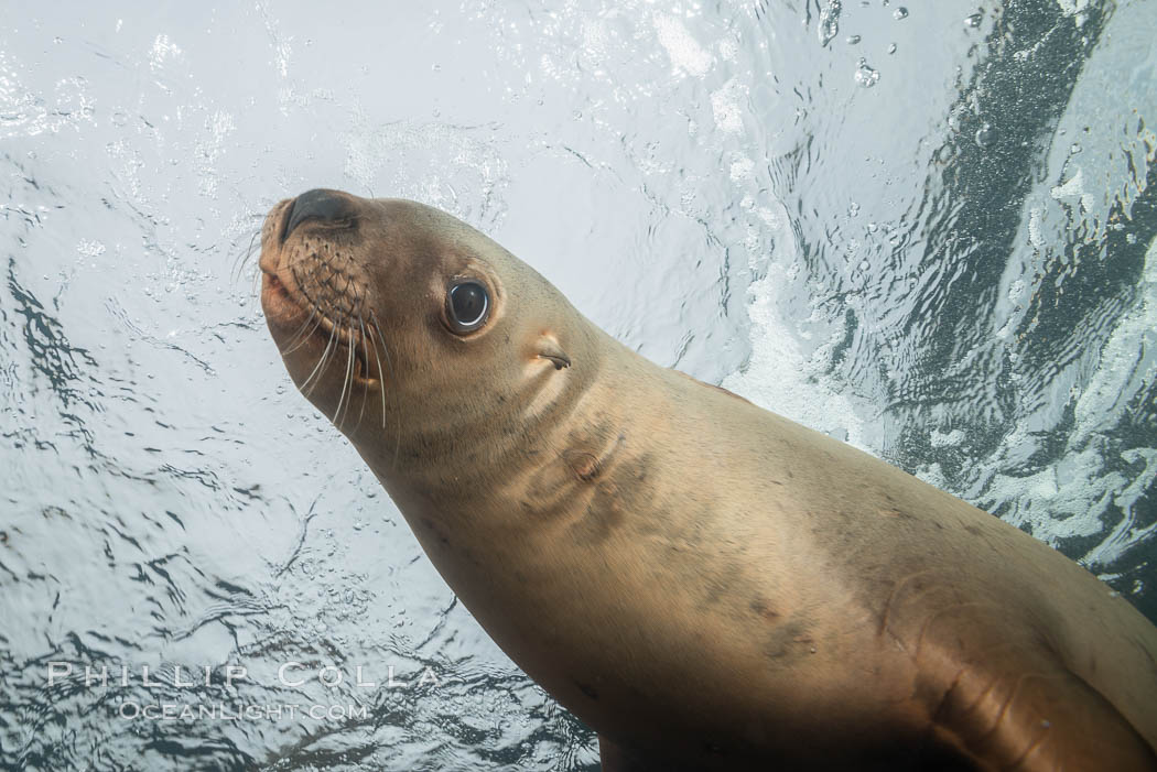 Steller sea lion underwater, Norris Rocks, Hornby Island, British Columbia, Canada., Eumetopias jubatus, natural history stock photograph, photo id 32726