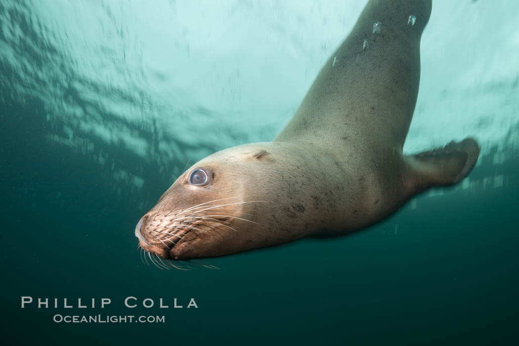 Steller sea lion underwater, Norris Rocks, Hornby Island, British Columbia, Canada., Eumetopias jubatus, natural history stock photograph, photo id 32742