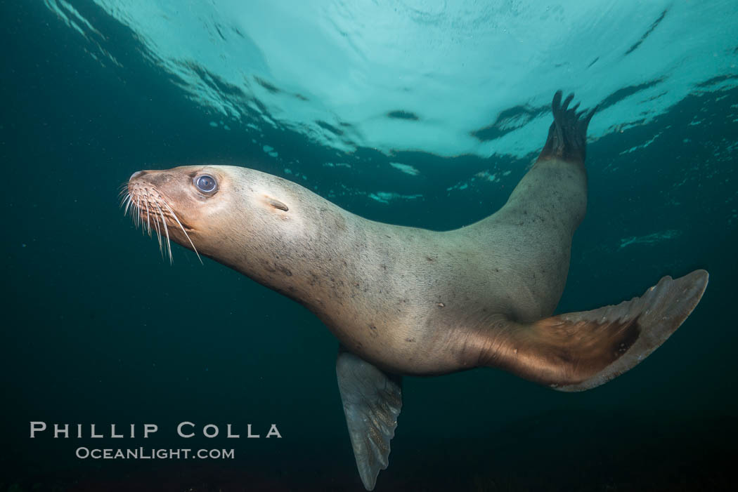 Steller sea lion underwater, Norris Rocks, Hornby Island, British Columbia, Canada., Eumetopias jubatus, natural history stock photograph, photo id 32750